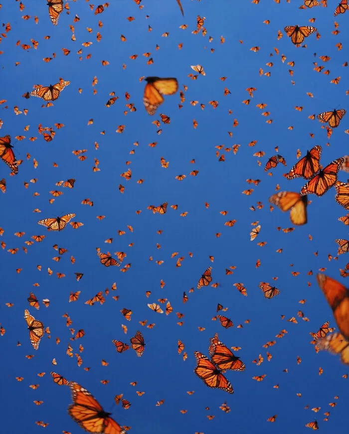 I Went To The Monarch Butterfly Biosphere Reserve In Mexico, And Here Are 23 Pictures I Took
