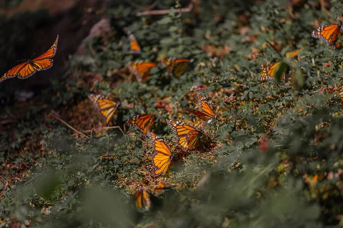 I Went To The Monarch Butterfly Biosphere Reserve In Mexico, And Here Are 23 Pictures I Took