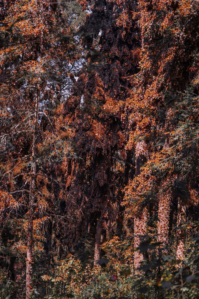I Went To The Monarch Butterfly Biosphere Reserve In Mexico, And Here Are 23 Pictures I Took