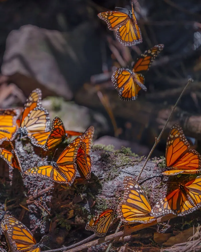 I Went To The Monarch Butterfly Biosphere Reserve In Mexico, And Here Are 23 Pictures I Took