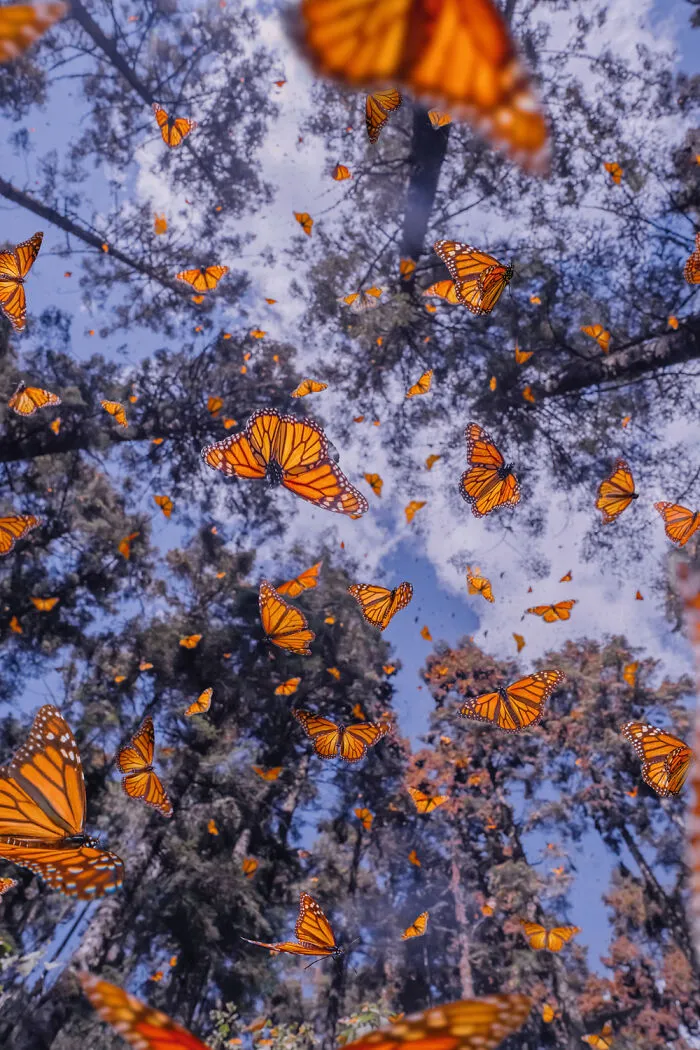 I Went To The Monarch Butterfly Biosphere Reserve In Mexico, And Here Are 23 Pictures I Took