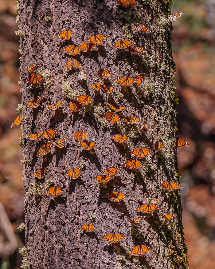 I Went To The Monarch Butterfly Biosphere Reserve In Mexico, And Here Are 23 Pictures I Took