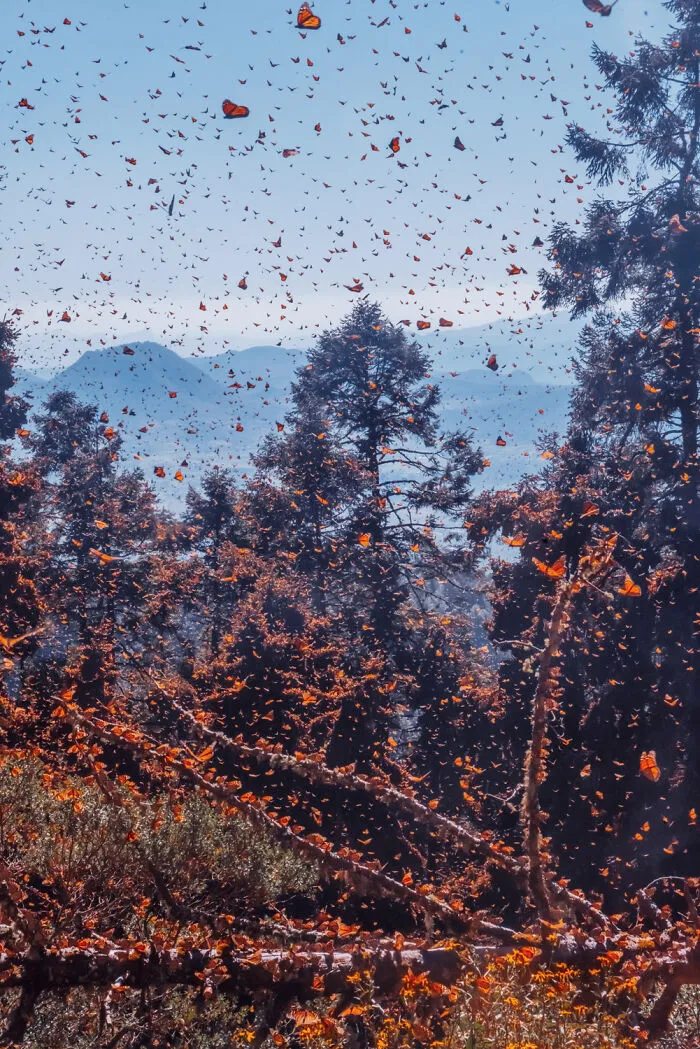 I Went To The Monarch Butterfly Biosphere Reserve In Mexico, And Here Are 23 Pictures I Took