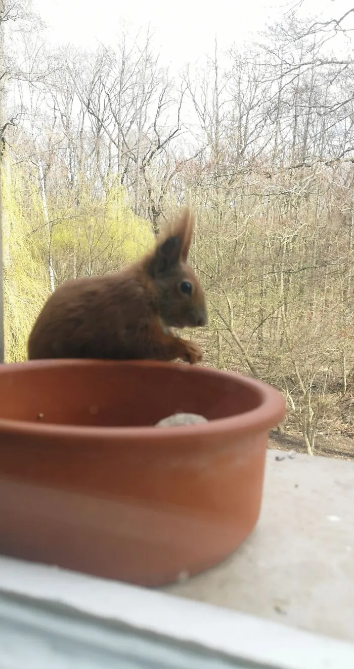Hemmy The Squirrel