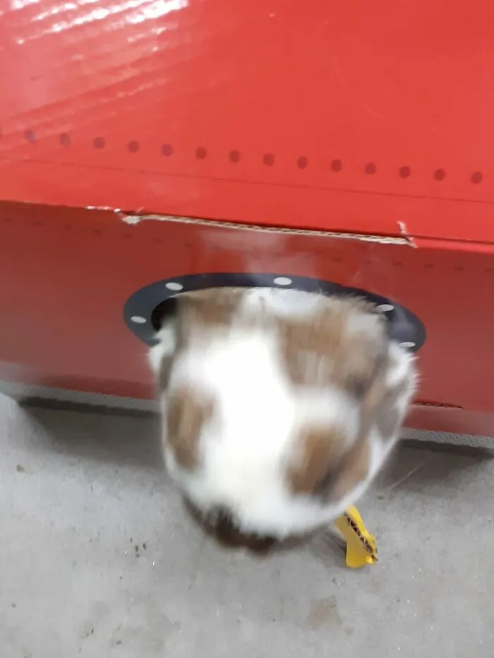 My Rabbit Tilly