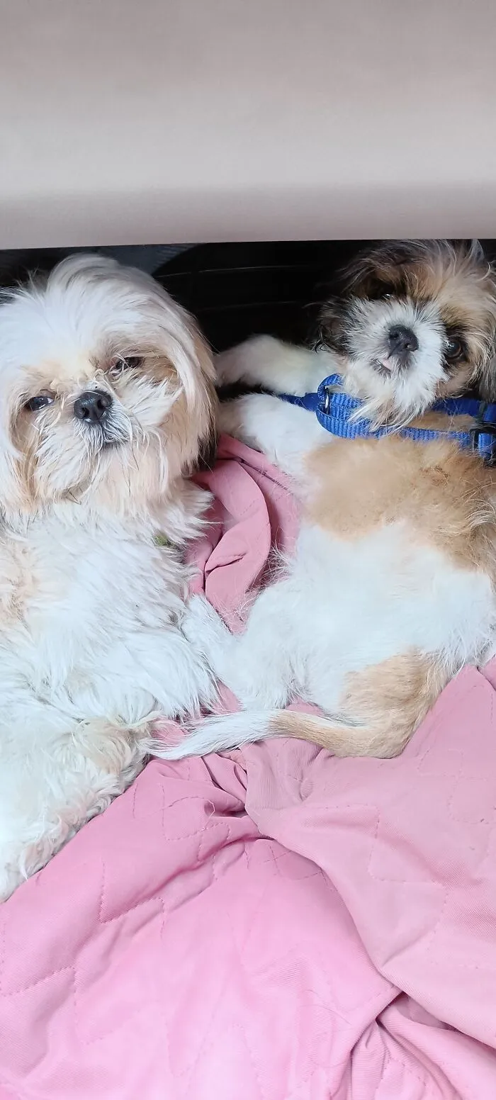 My Little Ones Neo Aged Two Years And Pluto Aged Three Months Travelling. They Are Inseparable