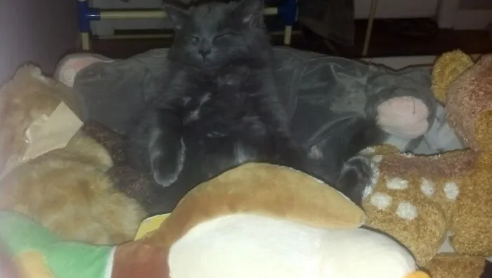 Widget Pretending She's E.t.