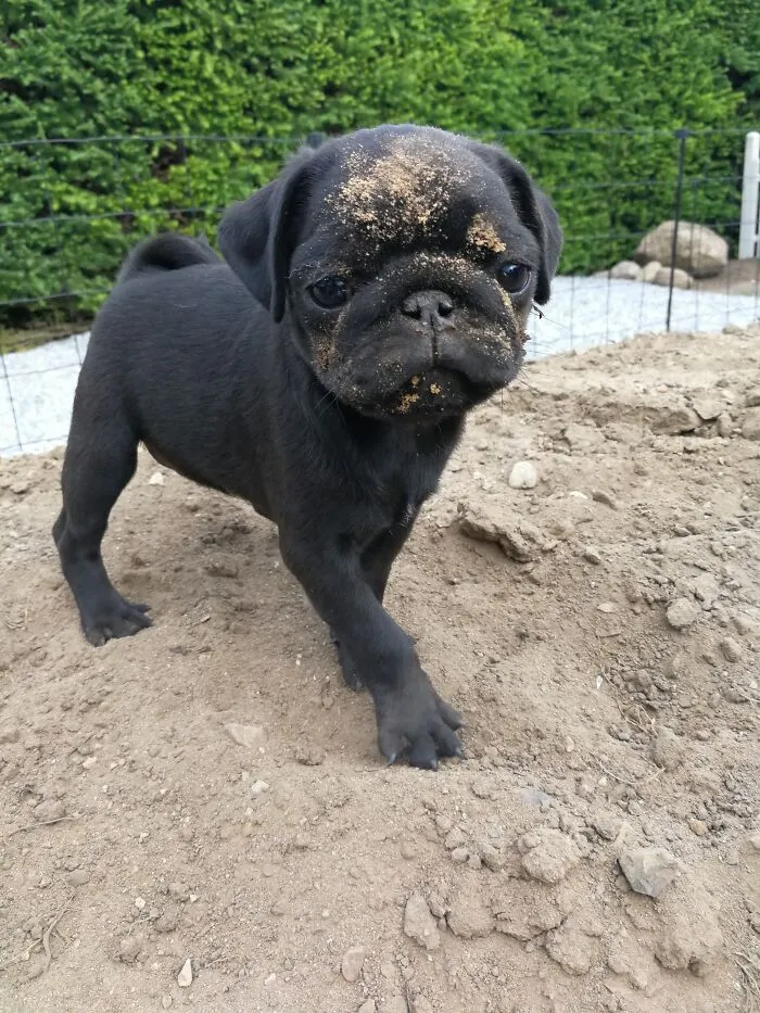 Little Alma The Pug The First Day At Her New Home