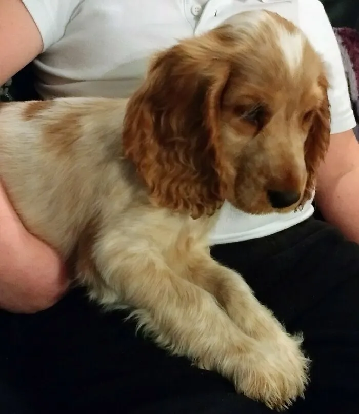 Dippy At 10 Weeks Old