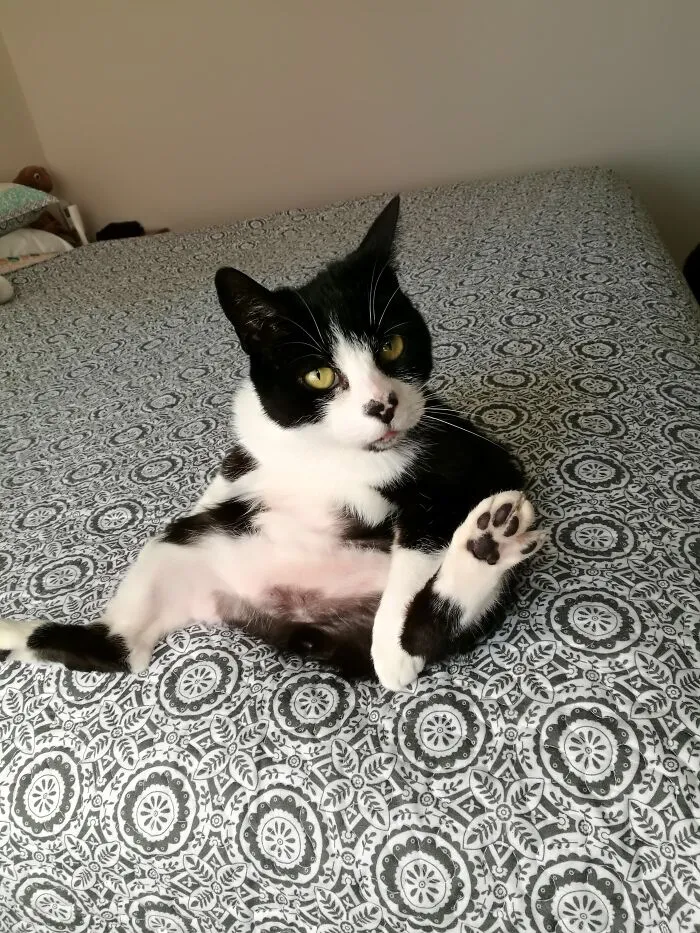 My Little Manx Baby