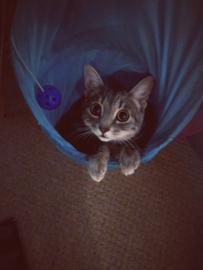 Our Little Furbaby Tootsie