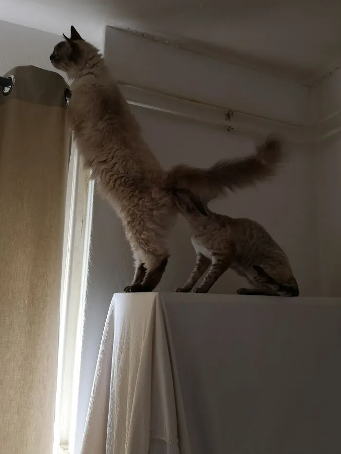 Hmm This Meownocular Is Broken...
