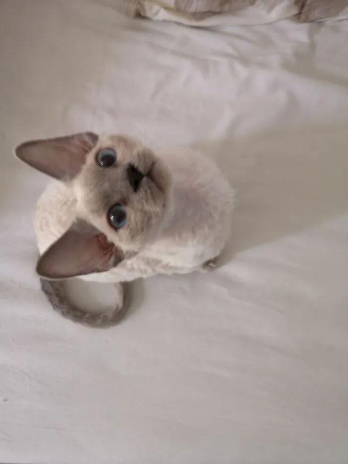 Little Teddy Before His Floofs Started Growing Wild