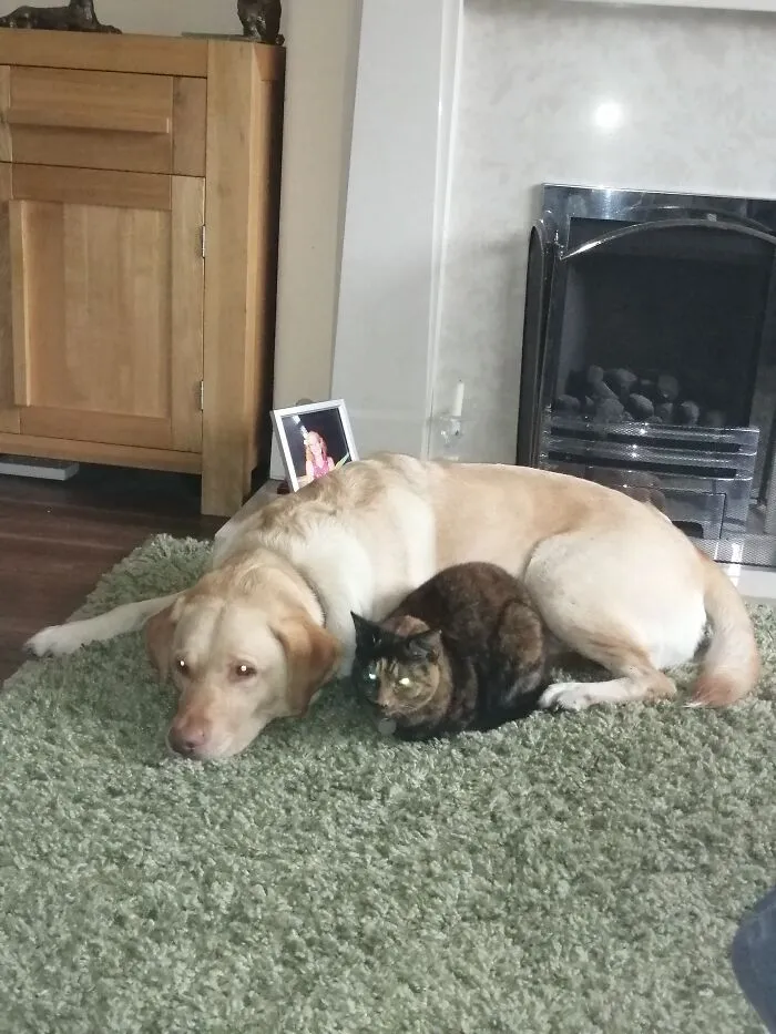 Alex (Labbie) And Willow (Tiny Psycho). She Was Licking His Head And Loving Him Even As The Vet Helped Him Over The Rainbow Bridge