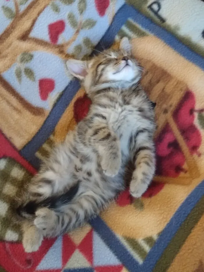 Our Little Furbaby Boy Angus