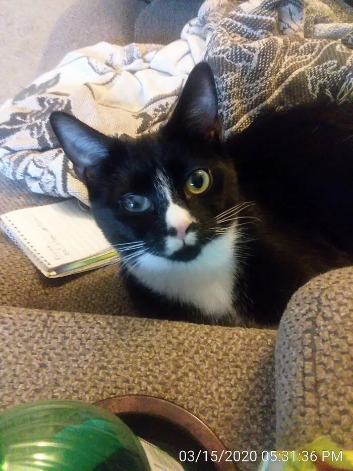 Ella Kitty With Her Beautiful Milky Eye