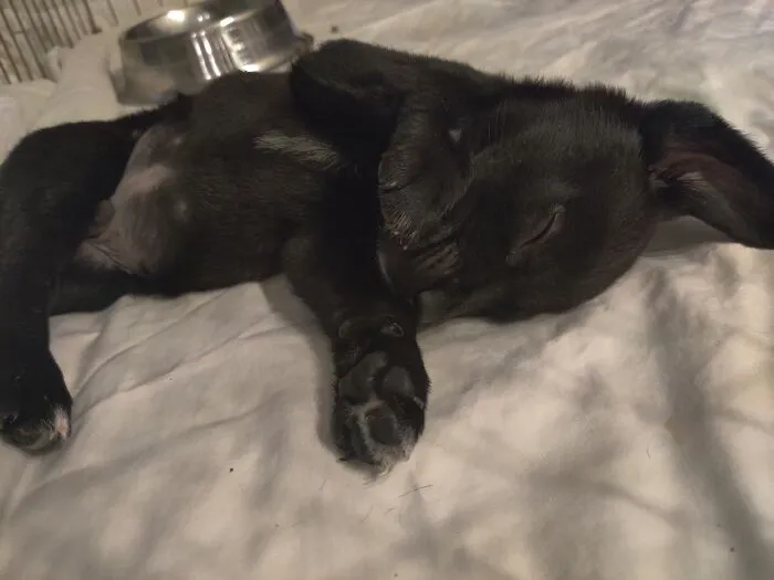 Rufus