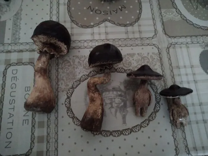 Lol Mushies Made Out Of Clay