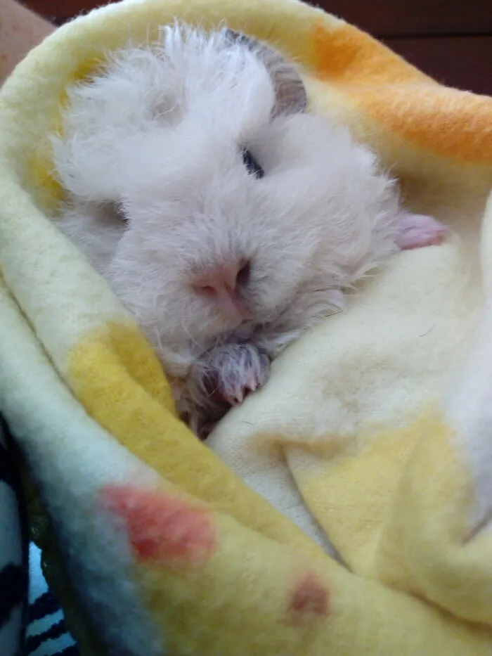 Baby Paquito