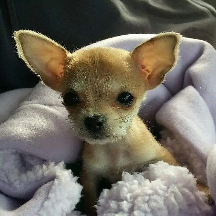 My Chihuahua/Yorkshire Terrier Missy At A Whopping 15 Ounces.   She Is Now 91/2 And Still Has Those Ears.
