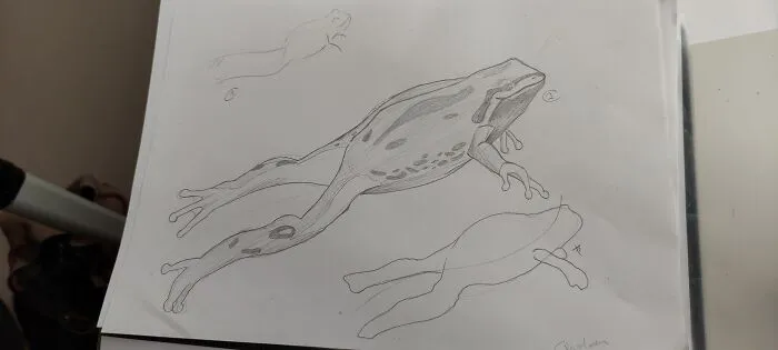 The Frog I Drew For My Art Class