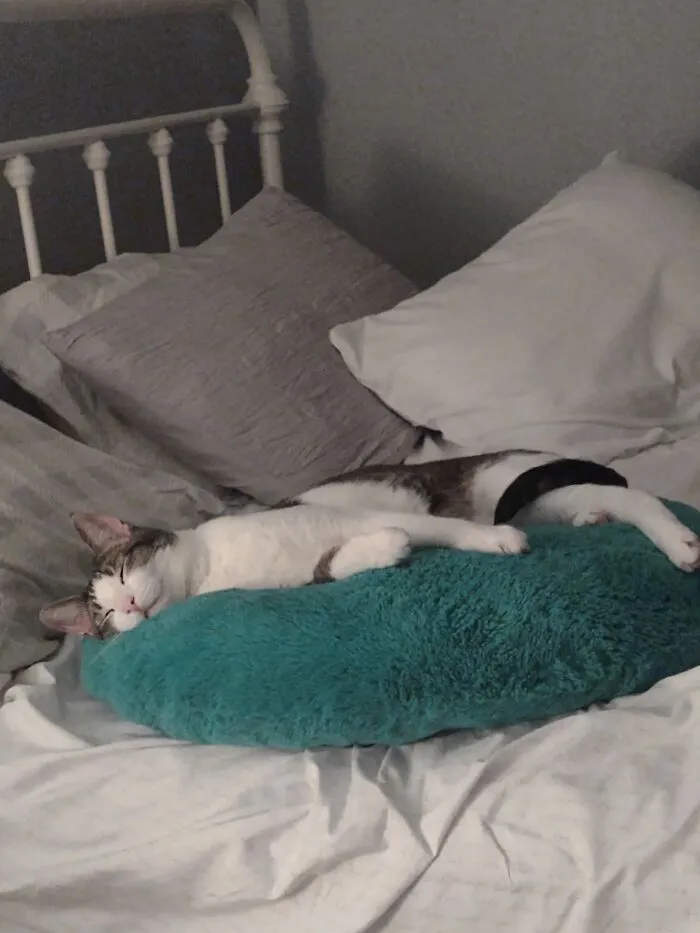 My Dexter Boy Living His Best Life