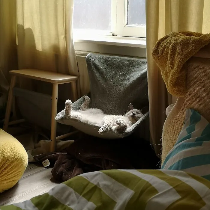 I Meowlways Inside. Lucky Fur Me Sun Finds Me Inside Too! Meow Time Purrfectly Spent