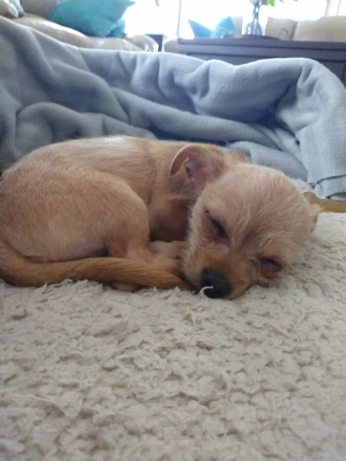 Baby Jax