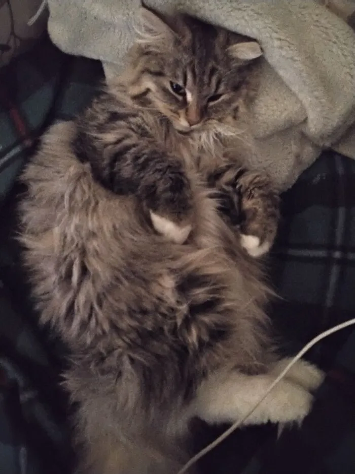 Tuna And Catnip Were Involved