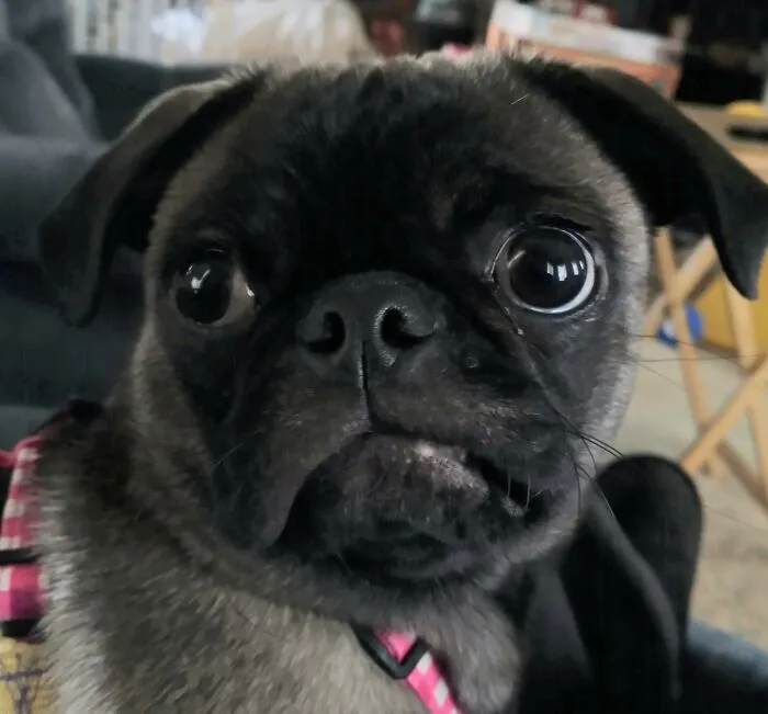 Stinker Coco!