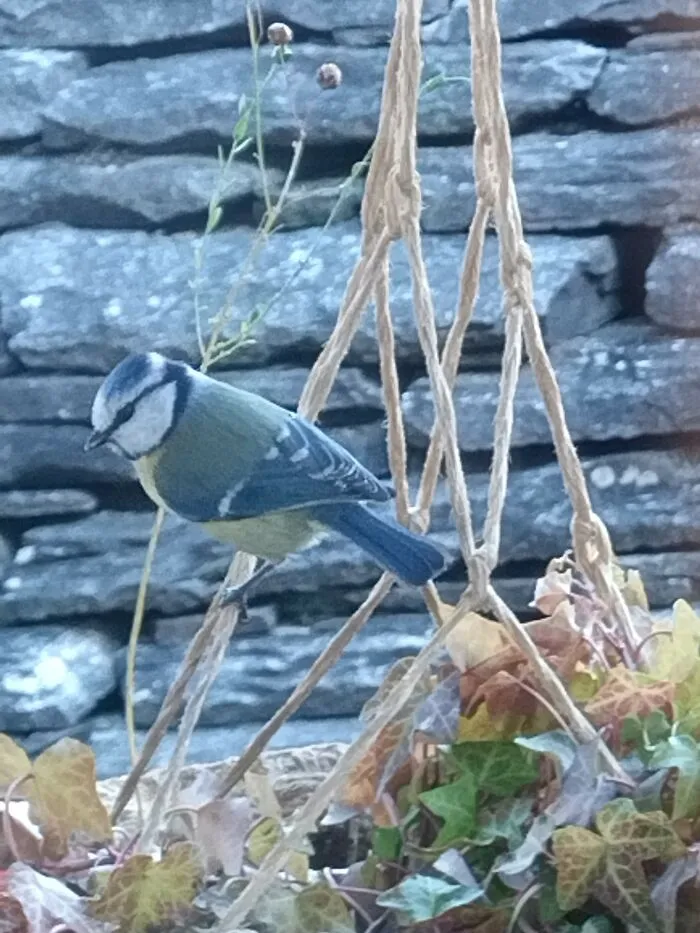A Hungry Friend. Swiss Mountains