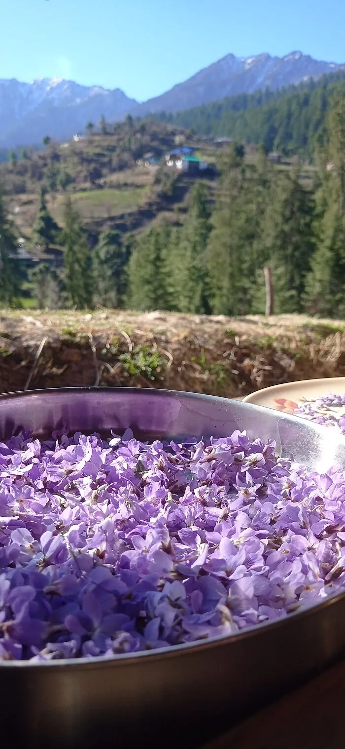 Wild Violets Drying In The Morning Sun