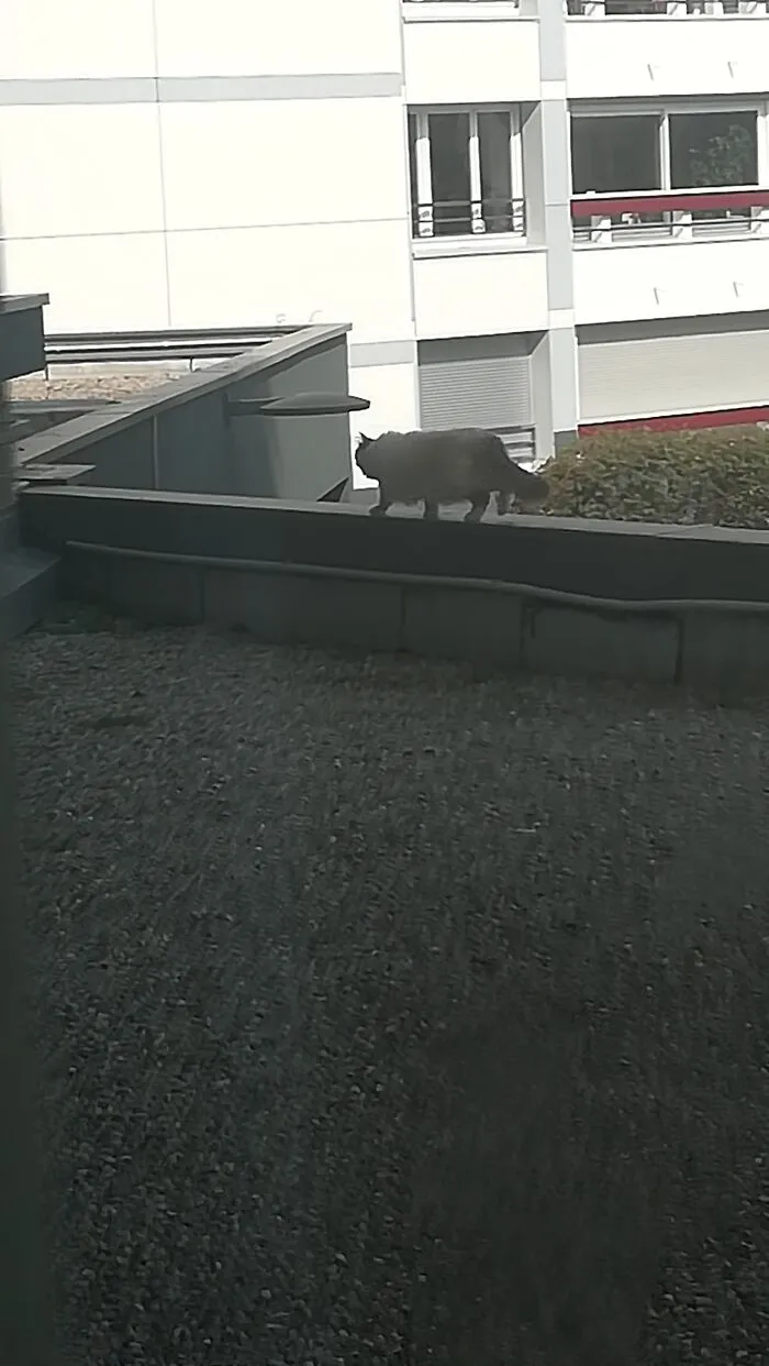 This Cat Is Sometimes Walking Around My Window