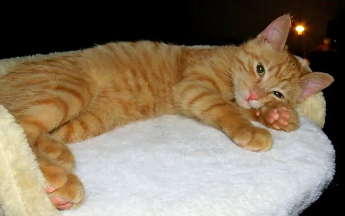 Little, Skinny Milenko, A Few Days After He Was Brought To Me By Friends From The Carpentry Workshop Where He Was Found