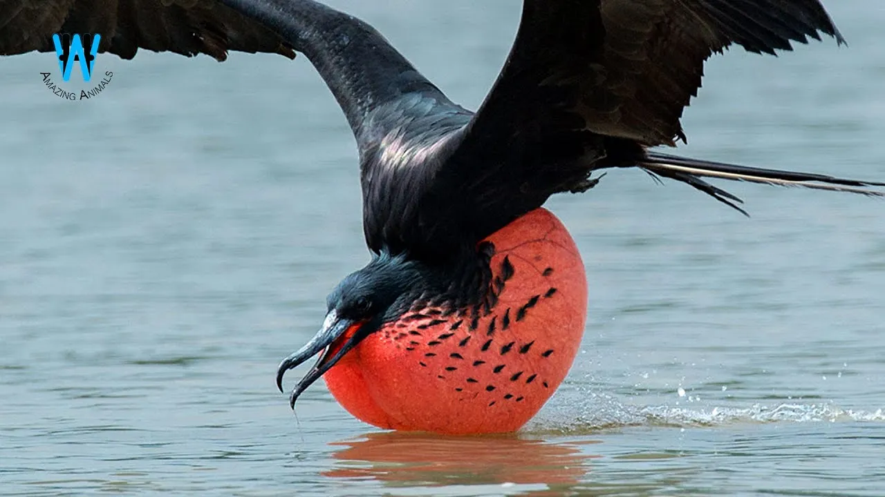 I Explained Here, Why They Are Unique And Strange Looking Birds In The World