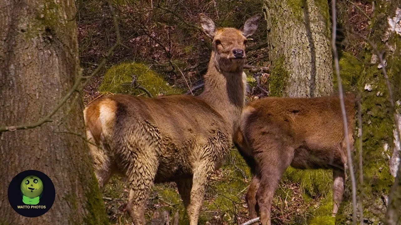 I Found Some Wild Deer In England.