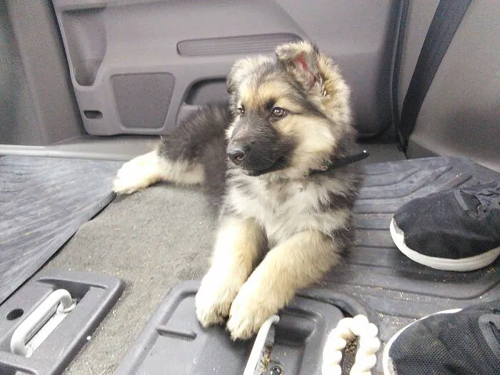 Drove 6 States To Bring This Little Angel Home.  Our Kokyu As A Puppy.
