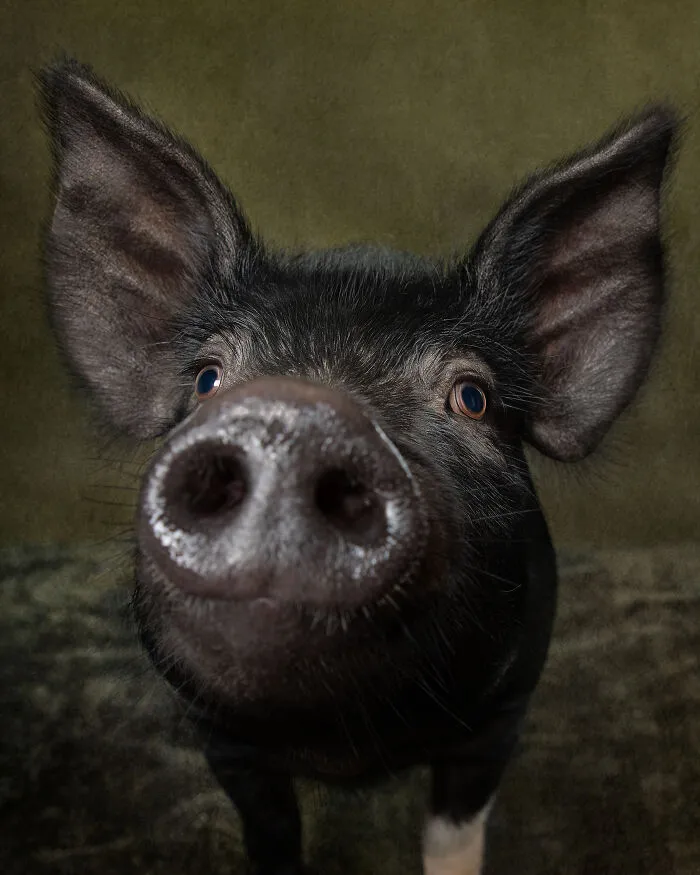 The Bat Pig