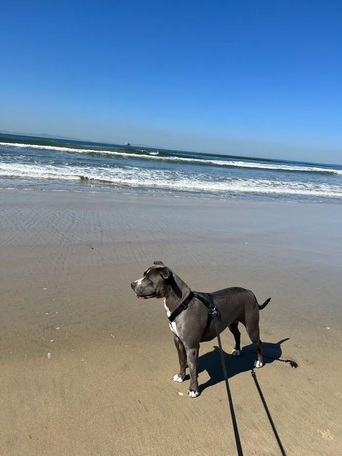My Adorable Dog Turns 1 (12 Pics)