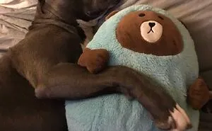 My Adorable Dog Turns 1 (12 Pics)