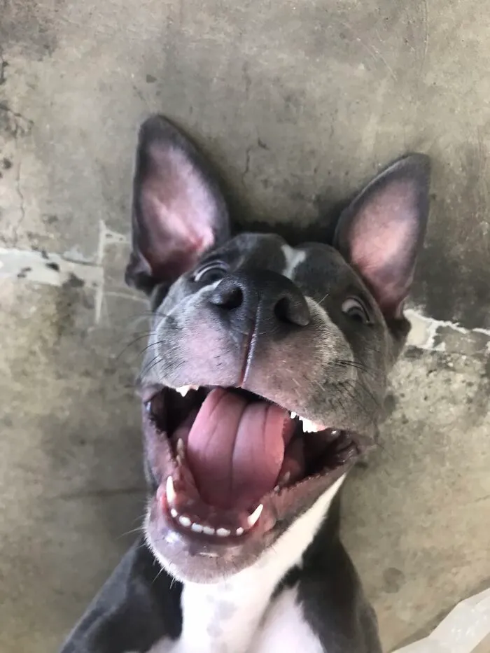 My Adorable Dog Turns 1 (12 Pics)