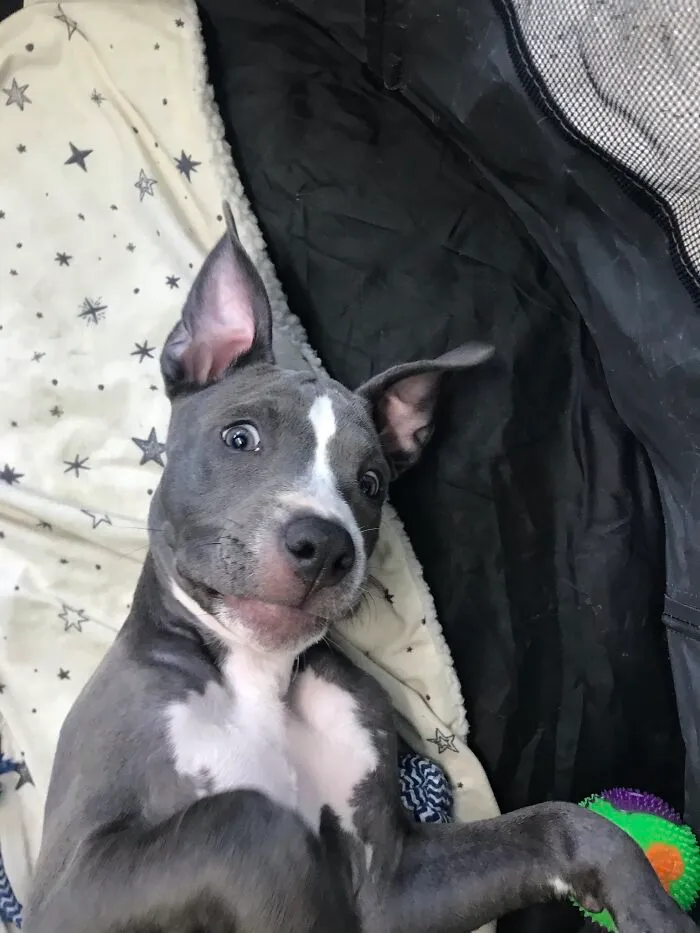 My Adorable Dog Turns 1 (12 Pics)