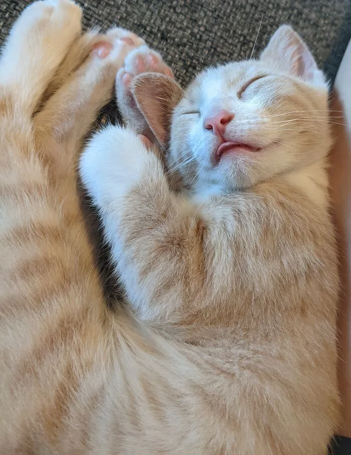Leon's First Blep