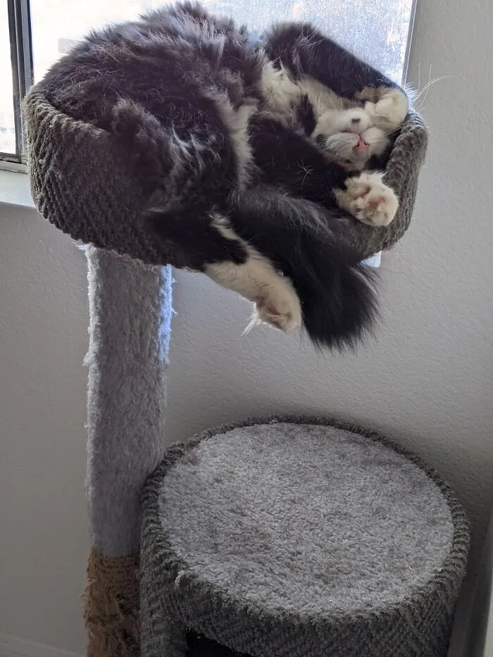 Fluffy Cuteness
