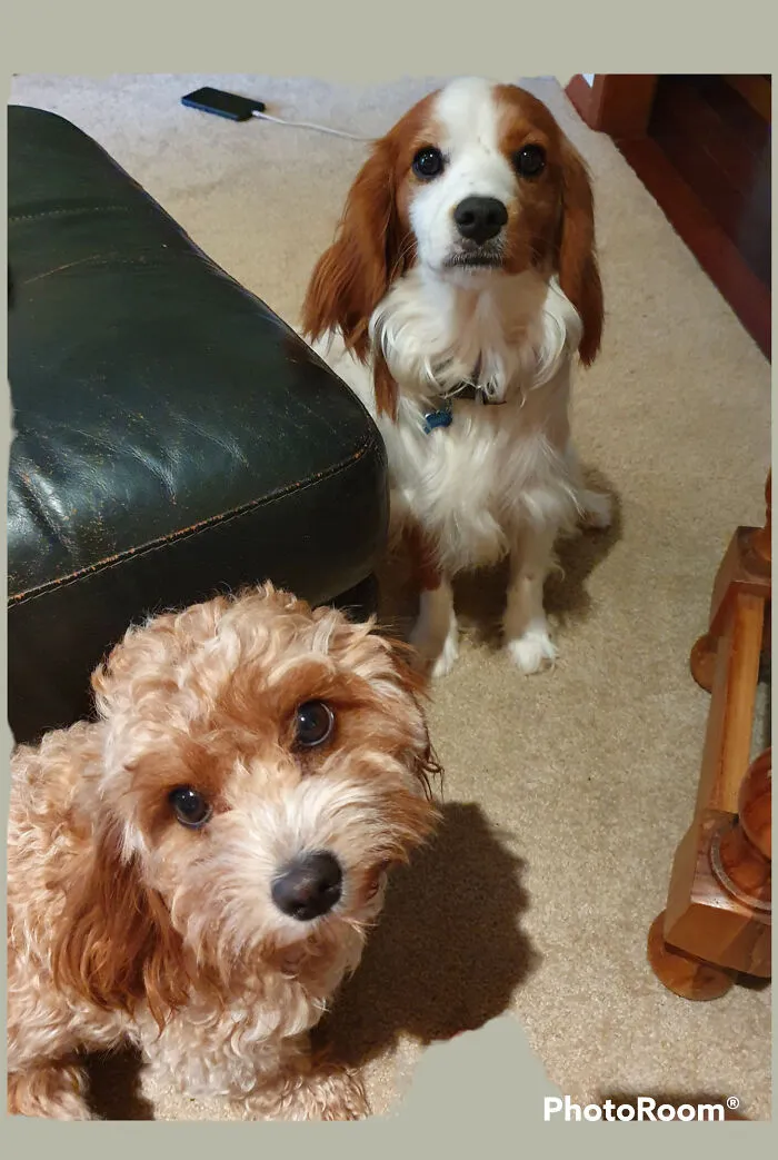 My Pups