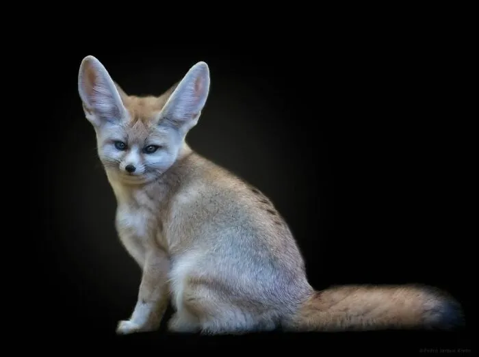 Wild Animals From Up Close: 30 Portraits By This Photographer