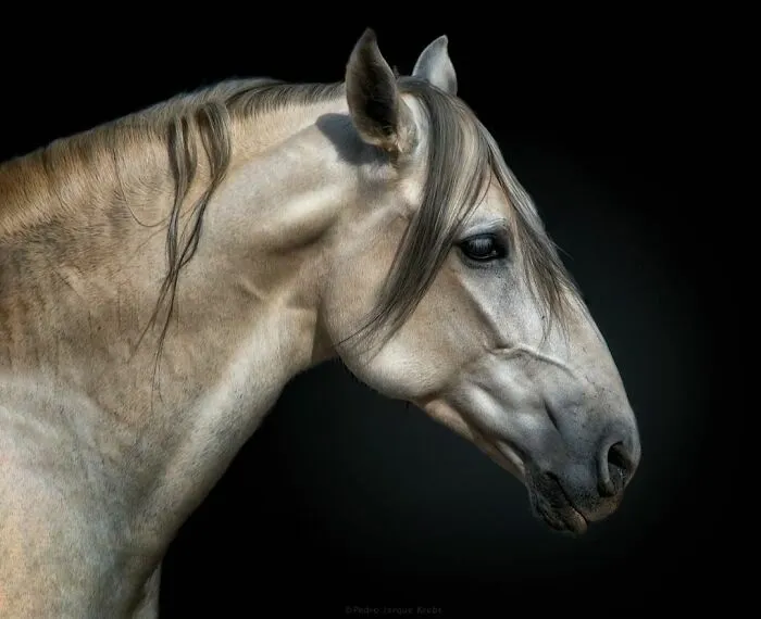Wild Animals From Up Close: 30 Portraits By This Photographer