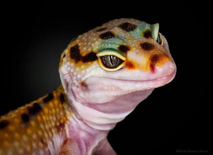 Wild Animals From Up Close: 30 Portraits By This Photographer