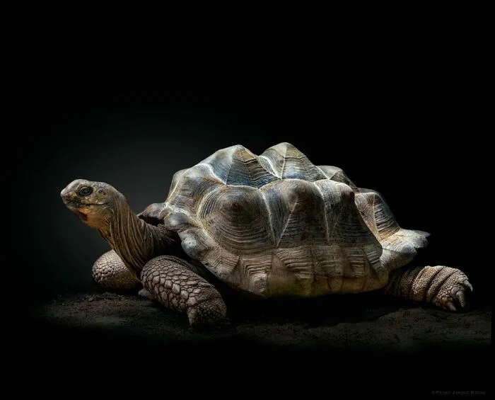 Wild Animals From Up Close: 30 Portraits By This Photographer