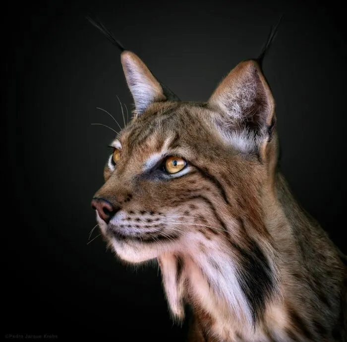 Wild Animals From Up Close: 30 Portraits By This Photographer
